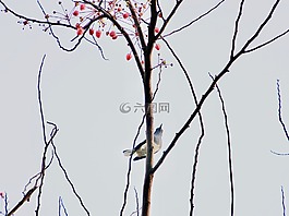 花,鳥,性質