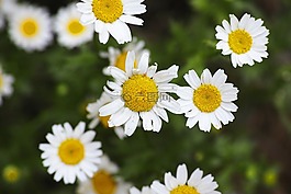 花卉,春,鮮花