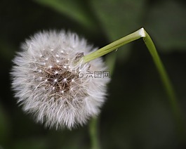 花卉,春,鮮花