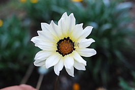 性質(zhì),植物,花