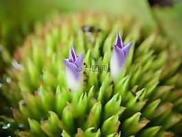 花,性質(zhì),小花。