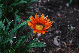 性質(zhì),植物,花