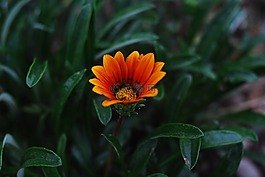 植物,性質(zhì),花