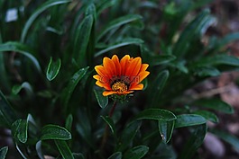 植物,性質(zhì),花