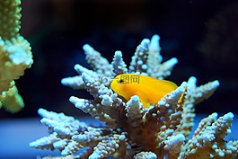 魚,礁,珊瑚