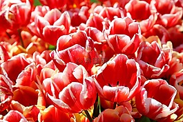 花卉,郁金香,紅色