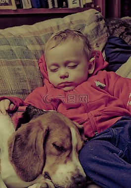 嬰兒,狗,小獵犬