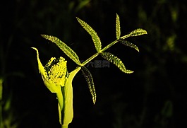 植物,春,綠色