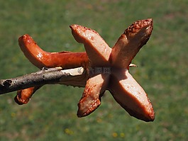 享用bratwurst,烤香腸,紅色