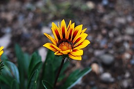 性質(zhì),花,植物