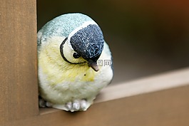 鳥,山雀,墳場