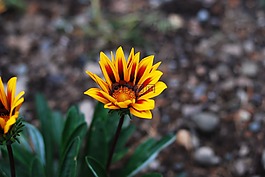 性質(zhì),植物,花