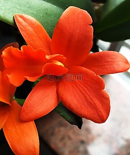 花,植物,大自然