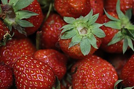 夏季,莓果,草莓
