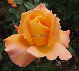 玫瑰,開(kāi)花,玫瑰綻放