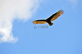 鳥,飛行,天空