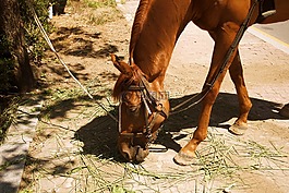 馬,動物