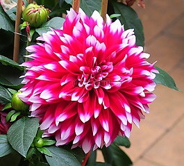 花,植物,花園