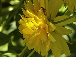 大麗花,黃色,盛開(kāi)