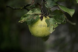 悲傷,蘋(píng)果,水果