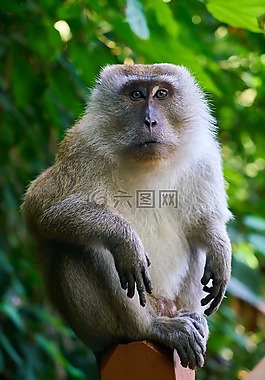 猴子,動(dòng)物,野生