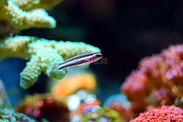 魚,珊瑚,礁