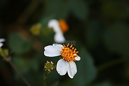 花卉,野花,花