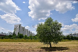 木材,城市,云