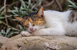 可愛,動物,休息