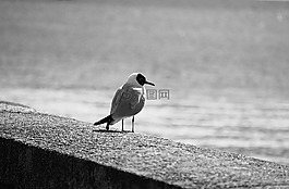 燕鷗,海鷗,鳥