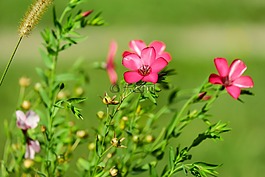 花,紅色 lein,開花