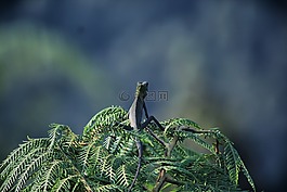 峰,茂,動植物