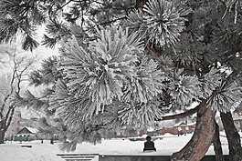 冬季,云杉,性質(zhì)