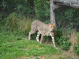 獵豹,動(dòng)物園,性質(zhì)