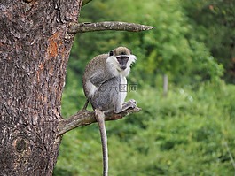 猴子,動物園,動物