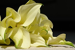 黃色,植物,鮮花