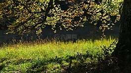 景觀,性質(zhì),樹(shù)