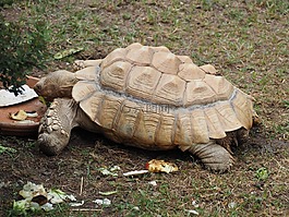 龜,動物園,爬行動物