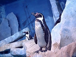 鳥,企鵝,動物
