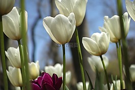 白,花卉,郁金香