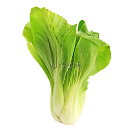 bokchoy,小白菜,卷心菜