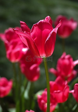 紅色,花卉,郁金香