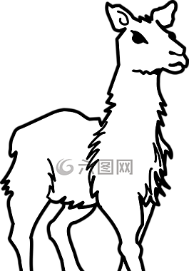 動(dòng)物,駱駝,喇嘛