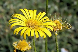 開花,黃色,花