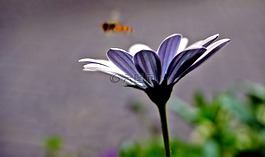 花,蜜蜂,紫