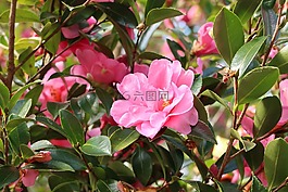 茶花,鮮花,粉色