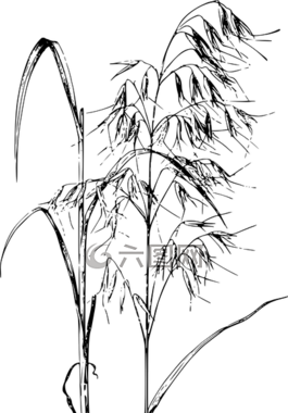 谷物,燕麥,植物