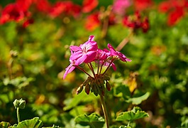 花卉,紫色,春