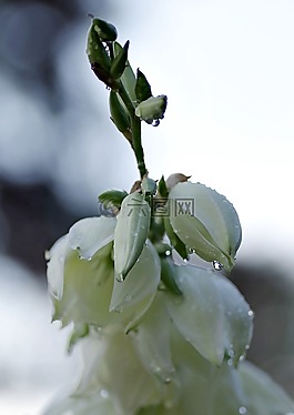 花,雨,滴