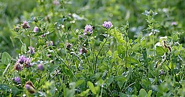 三葉草,紅色,藍(lán)色